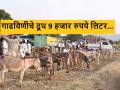 Donkey Milk : गाढविणीच्या दुधाला मिळतोय नऊ हजारांचा भाव, नेमकं कारण काय? - Marathi News | Latest News Donkey's milk is getting price of nine thousand in ahmadnagar madhi festival | Latest agriculture News at Lokmat.com