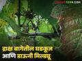 Grape Downy Mildew : द्राक्ष बागेतील घडकुज व डाऊनी मिल्ड्यूवर 'या' उपाययोजना महत्त्वाच्या ठरतील  - Marathi News | Latest News measures will be important for controlling powdery mildew and downy mildew in grape bag | Latest agriculture News at Lokmat.com