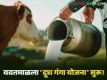 Doodh Ganga Project : यवतमाळच्या शेतकऱ्यांसाठी मोठी संधी; दुधाळ जनावरांवर ७५% अनुदान वाचा सविस्तर - Marathi News | latest news Doodh Ganga Project: Big opportunity for Yavatmal farmers; 75% subsidy on milch animals Read in detail | Latest agriculture News at Lokmat.com