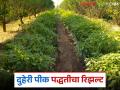 Double Cropping : दुहेरी पीक पद्धतीचा यशस्वी प्रयोग; संत्रा बागेत फुलली मिरची! वाचा सविस्तर - Marathi News | Double Cropping: Successful experiment of double cropping system; Chillies bloom in orange garden! Read in detail | Latest agriculture News at Lokmat.com