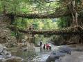 झाडांच्या मुळांचे नैसर्गिक पूल - Marathi News | Pictures of Living Root Bridges | Latest jarahatke Photos at Lokmat.com