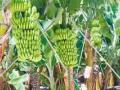 केळीवरील ‘कुकुंबर मोझाईक’चे पंचनामे करण्याचे आदेश - Marathi News | Punchnama of ‘Cucumber Mosaic’ on banana | Latest jalgaon News at Lokmat.com