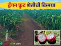 Success Story : शेततळ्यावर फुलवली ड्रॅगन फ्रुटच्या शेतीची किमया - Marathi News | Success Story : The Alchemy of Dragon Fruit Farming | Latest agriculture News at Lokmat.com