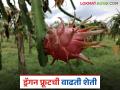 Dragon fruit Farming : नंदुरबार जिल्ह्यात ड्रॅगन फ्रुट लागवड वाढली, थेट बांधावरूनच होतेय विक्री  - Marathi News | Latest News Dragon fruit cultivation has increased in Nandurbar district, sales from fields | Latest agriculture News at Lokmat.com