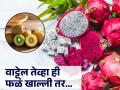 सकाळी की रात्री? पावसाळ्यात किवी, ड्रॅगन फ्रुट कधी खावं, जाणून घ्या योग्य वेळ  - Marathi News | health tips for rainy season when to eat kiwi dragon fruit know the right time know about what expert say  | Latest health News at Lokmat.com