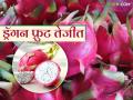 Dragon Fruit Bajar Bhav : चक्क व्हिएतनामच्या ड्रॅगन फ्रुटची बाजारात एंट्री; कसा मिळतोय दर - Marathi News | Dragon Fruit Bajar Bhav : Vietnam's dragon fruit enters the market; How is it getting the price? | Latest agriculture News at Lokmat.com
