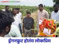 Dragon Fruit Farming : जिथं ज्वारी, बाजरी पिकत होती तिथं फुलवली ड्रॅगनफ्रुट्सची शेती - Marathi News | Dragon Fruit Farming : Where sorghum and pearl millet were growing there dragon fruit cultivation flourished | Latest agriculture News at Lokmat.com