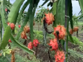 डोणगावात फुलली ड्रॅगन फ्रुटची शेती, उत्पन्नात मोठी वाढ! - Marathi News | Dragon fruit farming flourished in Dongaon, big increase in income! | Latest agriculture News at Lokmat.com