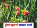 Dragon Fruit Farming : ड्रॅगन फ्रुटची सफल शेती, आजवर 10 लाखांहून अधिक उत्पन्न, वाचा सविस्तर  - Marathi News | Latest News dragon Fruit Farming Successful farming of dragon fruit, income of more than 10 lakhs, read in detail | Latest agriculture News at Lokmat.com