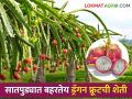 Dragon Fruit Farming : बारावीपर्यंत शिक्षण, शेतीत ड्रॅगन फ्रुटचा प्रयोग, आता लाखोंचं उत्पन्न  - Marathi News | Latest News Education till 12th, experimenting with dragon fruit in farming, now earning lakhs  | Latest agriculture News at Lokmat.com