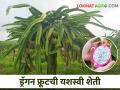 Farmer Success Story वैद्यकीय सेवेनंतर लाल मातीची सेवा, ड्रॅगनफ्रूटची यशस्वी शेती - Marathi News | Farmer Success Story: Farming Service after medical service, successful dragon fruit farming | Latest agriculture News at Lokmat.com