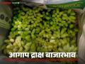 Draksh Bajar Bhav : तासगावमध्ये आगाप द्राक्षपिकास मिळाला सर्वाधिक दर; पेटीला कसा मिळाला दर? - Marathi News | Draksh Bajar Bhav : grape crop got the highest price in Tasgaon; How did get the price per box? | Latest agriculture News at Lokmat.com