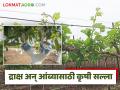 द्राक्ष काडीची तपासणी अन् आंबा बागेच्या पालवीचे संरक्षण कसे करायचे, वाचा सविस्तर - Marathi News | Latest News Agriculture News How to check draksh kadi and protect mango orchard foliage, read in detail | Latest agriculture News at Lokmat.com