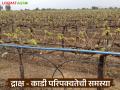Grape Farming : द्राक्ष बागेतील काडी परिपक्वतेसाठी काय कराल, जाणून घ्या सविस्तर  - Marathi News | Latest news Grape Farming Learn in detail what to do to ensure grape ripening in vineyard | Latest agriculture News at Lokmat.com