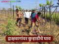 कर्ज काढलं, दोन एकर बाग लावली, 10 लाखांचा खर्च आला, एक रुपयाही नाही मिळाला!  - Marathi News | Latest news Grape Farming Financial crisis on grape farmers in nashik district | Latest agriculture News at Lokmat.com
