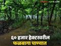 मागील वर्षी एक लाख मेट्रिक टन द्राक्षांची निर्यात, यंदा पावसाने कंबरडे मोडलं, 45 हजार हेक्टरचं नुकसान - Marathi News | Latest News Agriculture News Rains damage orchards on 60 thousand hectares in nasik | Latest agriculture News at Lokmat.com
