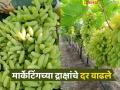मार्केटिंगच्या द्राक्ष मालाचा तुटवडा, अचानक दरात वाढ; वाचा आता काय मिळतोय दर? - Marathi News | Shortage of grape products for marketing, sudden increase in prices; Read what is the price being paid now? | Latest agriculture News at Lokmat.com