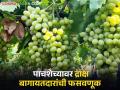 Grape Exporters Fraud : द्राक्ष उत्पादकांची 50 कोटींची फसवणूक करणारे 'ते' व्यापारी कोण? वाचा सविस्तर  - Marathi News | | Latest agriculture News at Lokmat.com
