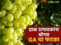 Grape GA Issue : नाशिकच्या द्राक्ष उत्पादकांना GA मुळे दहा कोटींचा फटका कसा बसला? जाणून घ्या सविस्तर  - Marathi News | | Latest agriculture News at Lokmat.com