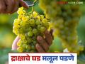 Grape Farming : द्राक्षातील घड लूज का पडतात? त्यावर उपाय काय? जाणून घ्या सविस्तर  - Marathi News | Latest news Grape Season Why do grape bunches fall loose see reason and solution read detail | Latest agriculture News at Lokmat.com
