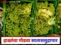Nashik Grape Export : नाशिकच्या द्राक्षांचा गोडवा जागतिक बाजारात, 28 हजार टन द्राक्षांची निर्यात, वाचा सविस्तर  - Marathi News | Latest news Nashik Grape Export 28 thousand tons of grapes exported from Nashik district, read in detail | Latest agriculture News at Lokmat.com