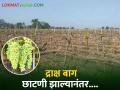 Grape Farming : खरड छाटणी आणि लवकर झालेल्या द्राक्ष बागांचे व्यवस्थापन कसे कराल? वाचा सविस्तर  - Marathi News | latest news How to manage rough pruning and early ripening grape farms Read in detail  | Latest agriculture News at Lokmat.com