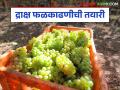 Grape Harvesting : द्राक्षांची काढणी करताना 'या' गोष्टींची काळजी घ्या, जाणून घ्या सविस्तर  - Marathi News | Latest news draksh kadhani Take care of 'these' things while harvesting grapes, know in detail | Latest agriculture News at Lokmat.com
