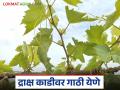 द्राक्ष काडीवर गाठी येण्याची कारणे, उपाय काय आहेत? जाणून घ्या सविस्तर  - Marathi News | Latest News Grape Farming causes and remedies for knots on grape vines Learn in detail | Latest agriculture News at Lokmat.com