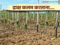 Grape Grafting : द्राक्ष कलम करताना काय काळजी घ्यावी? जाणून घ्या सविस्तर  - Marathi News | Latest news Grape grafting process before planting, know in detail | Latest agriculture News at Lokmat.com