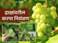 Draksh Karpa : द्राक्ष बागेवरील करपा रोगाचे नियंत्रण कसे कराल? वाचा सविस्तर  - Marathi News | Latest News Draksh Karpa Niyatran How to control grapevine blight in grape Farm Read in detail | Latest agriculture News at Lokmat.com