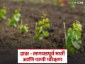 Grape Planting : द्राक्ष-लागवडपूर्व माती व पाणी परीक्षण करणे गरजेचे का असते, वाचा सविस्तर  - Marathi News | Latest news draksh lagvad necessary to test soil and water before planting grape, read in detail | Latest agriculture News at Lokmat.com