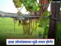 द्राक्ष ओलांड्यावर मुळे कसे तयार होतात? त्यावर उपाय काय?  - Marathi News | Latest News Draksh Bag Olandya mule How do roots form on grape farming see solution | Latest agriculture News at Lokmat.com