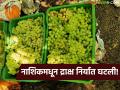 द्राक्षांची निर्यात 23 हजार मेट्रिक टनाने घटली; हंगामाच्या शेवटपर्यंत द्राक्षाचे भाव किलोला किती रुपये राहतील? - Marathi News | Latest News Grape exports decreased by 23 thousand metric tons; loss of 700 crores, what are the reasons? | Latest agriculture News at Lokmat.com