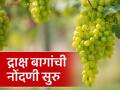 Grape Farming : निर्यातक्षम द्राक्षबागांच्या नोंदणीला सुरवात, नाशिकच्या शेतकऱ्यांना नोंदणीसाठी आवाहन  - Marathi News | Latest News Registration of Exportable grape farming Begins, Nashik Farmers Called for Registration  | Latest agriculture News at Lokmat.com