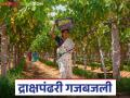 Nashik Grapes Season : नाशिक जिल्ह्यात द्राक्ष हंगाम सुरू, तीन महिन्यात 07 हजार 563 टन द्राक्षांची निर्यात - Marathi News | Latest News Nashik Grapes Grape season begins in Nashik district, 07 thousand tons of grapes exported in three months | Latest agriculture News at Lokmat.com