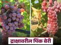 Pink Berry Grapes : द्राक्ष बागेवर पिंक बेरी का येतो, यावर उपाययोजना काय करावी, वाचा सविस्तर  - Marathi News | Latest News Symptoms and remedies for Pink Berry disease in grape farm see details | Latest agriculture News at Lokmat.com