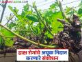 Research Grape Diseases : द्राक्ष रोगांचे अचूक निदान करणारे संशोधन, नेमकं काय आहे संशोधनाचे स्वरूप  - Marathi News | Latest News Research to accurately diagnose grape diseases, see nature of research see details | Latest agriculture News at Lokmat.com