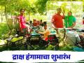 Draksh Bajar Bhav : ऐन दिवाळीत या शेतकऱ्याची द्राक्षे बाजारात दाखल कसा मिळाला पेटीला दर - Marathi News | Draksh Bajar Bhav : On Diwali, this farmer's grapes entered the market How did he get the price per box? | Latest agriculture News at Lokmat.com