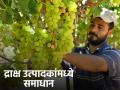 Draksh Market : द्राक्षांच्या मागणी-पुरवठ्यात तफावत, बाजारभाव कसे मिळत आहेत?  - Marathi News | Latest Ndews Draksh Bajarbhav difference between the supply and demand of grapes, see grape market price | Latest agriculture News at Lokmat.com