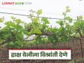 Grape Farming : द्राक्ष वेलींसाठी विश्रांती देणे का आवश्यक असते? वाचा सविस्तर  - Marathi News | Latest News Grape Farming necessary to provide proper rest for grape farming Read in detail | Latest agriculture News at Lokmat.com