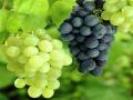 द्राक्ष निर्यात १० हजार टनांनी घटली ; उत्पादनात ३० ते ४० टक्के घट  - Marathi News | Grape exports declined by 10,000 tonnes; Decrease in production by 30-40% | Latest maharashtra News at Lokmat.com