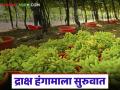 द्राक्ष काढणीच्या हंगामास सुरुवात; सुपर सोनाका जातीच्या द्राक्षास किती मिळतोय दर? - Marathi News | Grape harvest season start; How much is the price being paid for Super Sonaka variety grapes? | Latest agriculture News at Lokmat.com