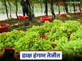 यंदाचा द्राक्ष हंगाम जोमात सुरू; हंगामाच्या सुरवातीलाच वाचा प्रतिकिलो कसा मिळतोय दर? - Marathi News | This year's grape season has started in full swing; Read how the price per kg is being obtained at the beginning of the season? | Latest agriculture News at Lokmat.com