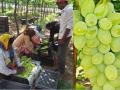 अवकाळीमुळे निर्यातक्षम द्राक्षांवर संक्रांत - Marathi News |  Due to premature shipment of exportable grapes | Latest sangli News at Lokmat.com