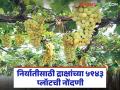 परदेशात निर्यातीसाठी द्राक्षांच्या 5943 प्लॉटची नोंदणी, प्रति प्लॉट नोंदणीचे दर कसे?  - Marathi News | Latest news Registration of 5943 plots of grapes for export abroad see registration fees | Latest agriculture News at Lokmat.com