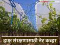 द्राक्षांच्या घडांची प्रतवारी खराब होऊ नये म्हणून पांढरे आच्छादन, वाचा सविस्तर  - Marathi News | Latest News Draksh Baga White covering to prevent spoilage of grape bunches, read in detail | Latest agriculture News at Lokmat.com