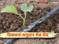Thibak Sinchan Anudan : ठिबक सिंचन योजना.. रखडलेल्या अनुदानाचा लाभ कधी मिळणार? - Marathi News | Thibak Sinchan Anudan : Drip Irrigation Scheme.. When will the benefit of stalled subsidy be available? | Latest agriculture News at Lokmat.com