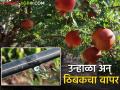 फळझाडे वाचविण्यासाठी पाणी कमी पडलंय; असा वापरा ठिबक संच - Marathi News | Use a drip set when the water is low to save the fruit trees | Latest agriculture News at Lokmat.com