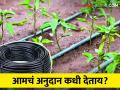 Thibak Anudan जत तालुक्यात ठिबकचे दोन कोटीचे अनुदान थकले - Marathi News | Two crores subsidy of drip irrigation was stopped in the Jat taluka farmers | Latest agriculture News at Lokmat.com