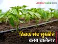 Drip Irrigation फळझाडांसाठी ठिबक सिंचन केलंय? हे करा झाडांना कमी पडणार नाही पाणी - Marathi News | Use drip sets carefully to save fruit trees | Latest agriculture News at Lokmat.com